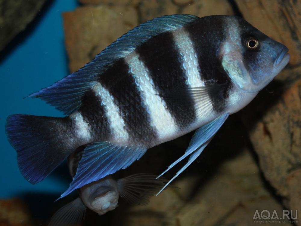 Cyphotilapia frontosa 'blue Zaire Kitumba' F1( 11 месяцев )