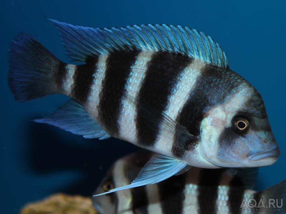 Cyphotilapia frontosa 'blue Zaire Kitumba' F1( 11 месяцев )