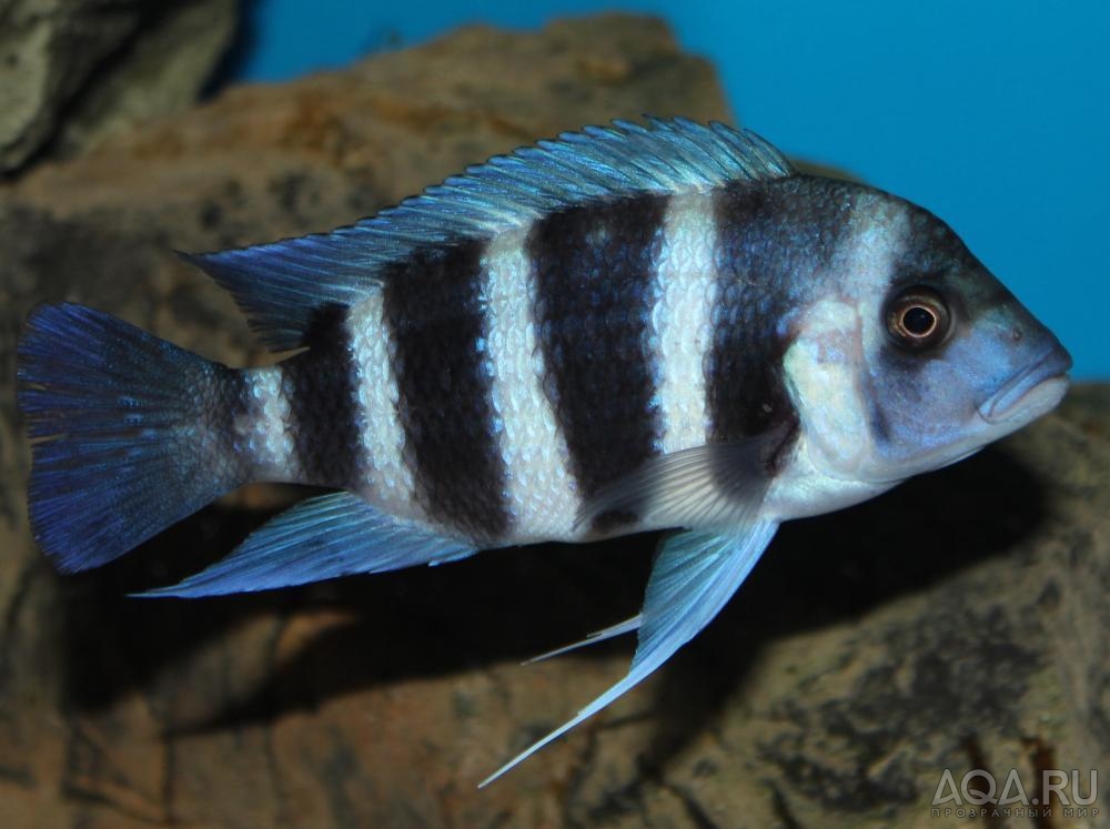 Cyphotilapia frontosa 'blue Zaire Kitumba' F1( 11 месяцев )