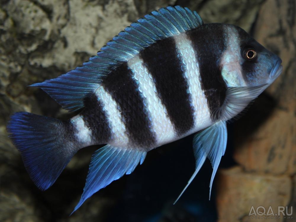 Cyphotilapia frontosa 'blue Zaire Kitumba' F1( 11 месяцев )