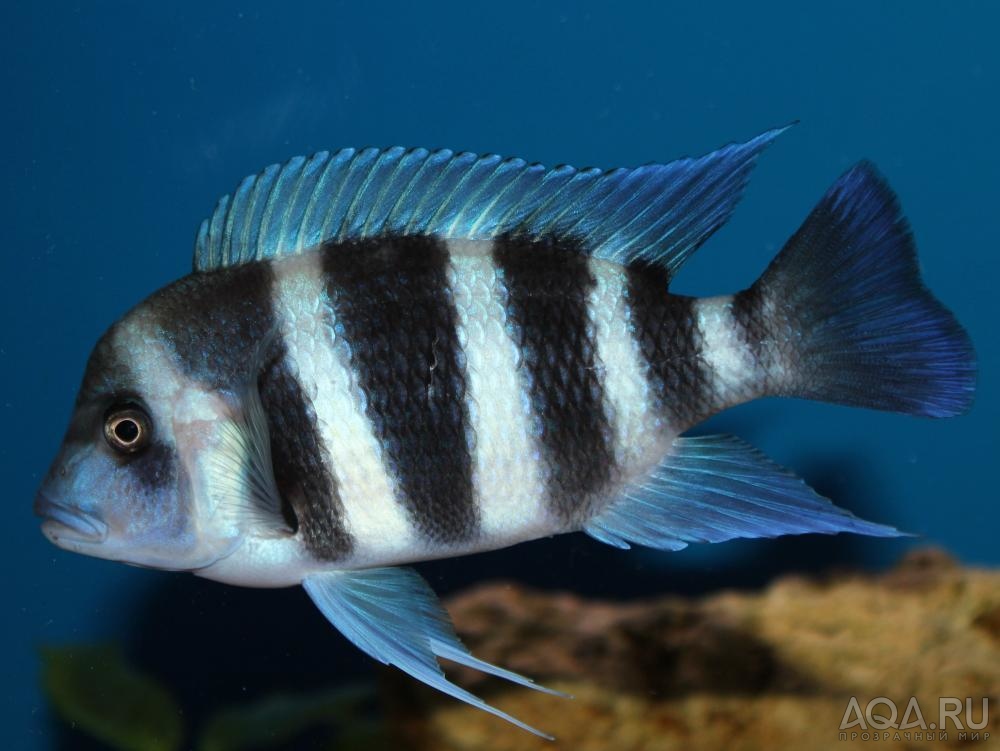 Cyphotilapia frontosa 'blue Zaire Kitumba' F1( 11 месяцев )