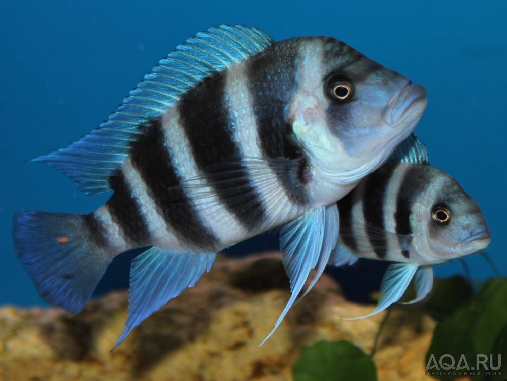 Cyphotilapia frontosa 'blue Zaire Kitumba' F1( 11 месяцев )