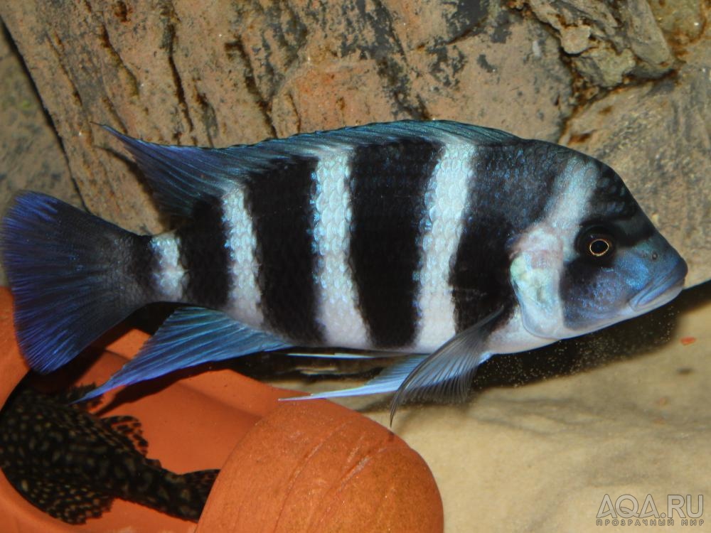 Cyphotilapia frontosa 'blue Zaire Kitumba' F1( 11 месяцев )