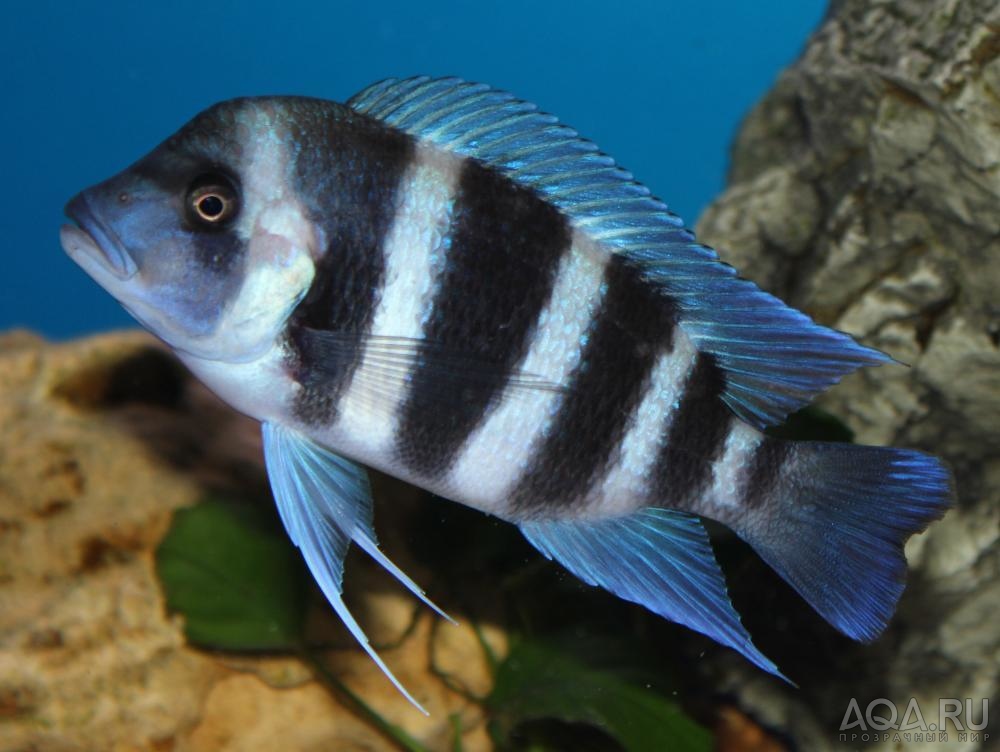 Cyphotilapia frontosa 'blue Zaire Kitumba' F1( 11 месяцев )