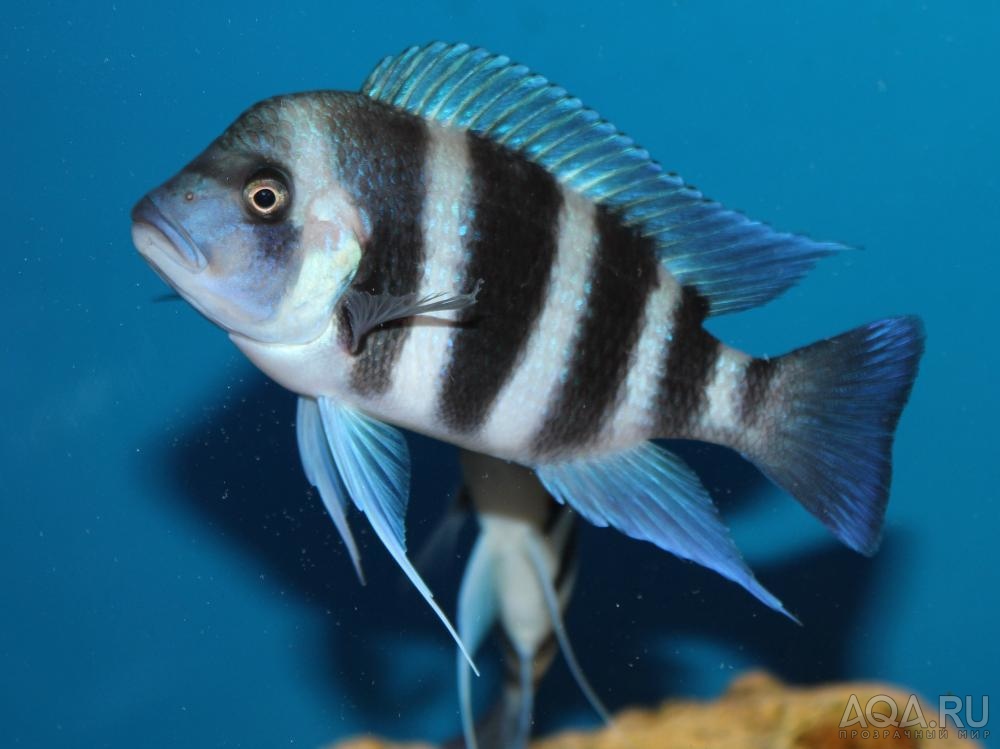 Cyphotilapia frontosa 'blue Zaire Kitumba' F1( 11 месяцев )