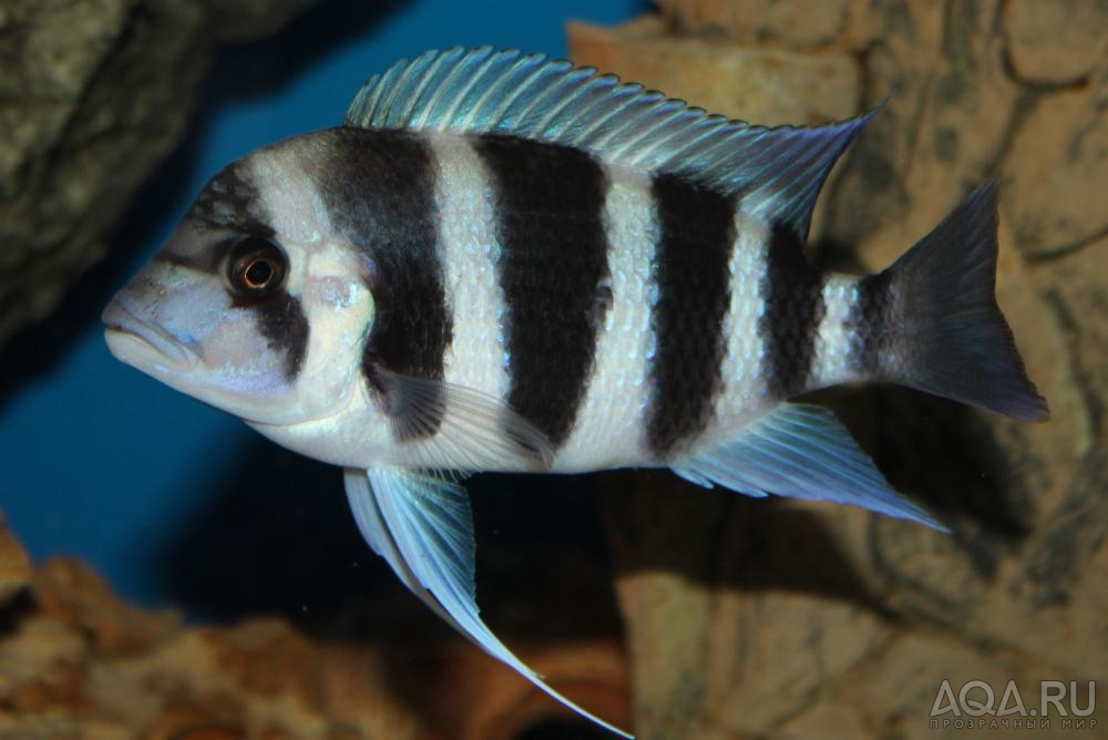 Cyphotilapia frontosa 'blue Zaire Kitumba' F1( 11 месяцев )