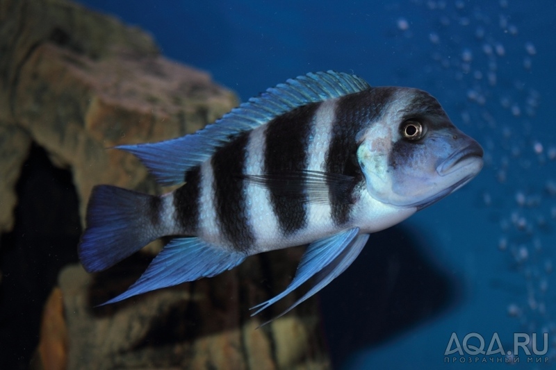 Cyphotilapia frontosa 'blue Zaire Kitumba' F1(14 месяцев)