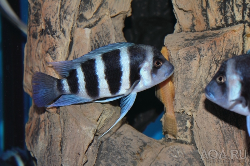 Cyphotilapia frontosa 'blue Zaire Kitumba' F1(14 месяцев)