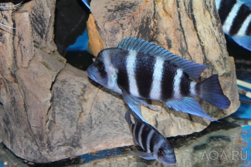 Cyphotilapia frontosa 'blue Zaire Kitumba' F1(14 месяцев)