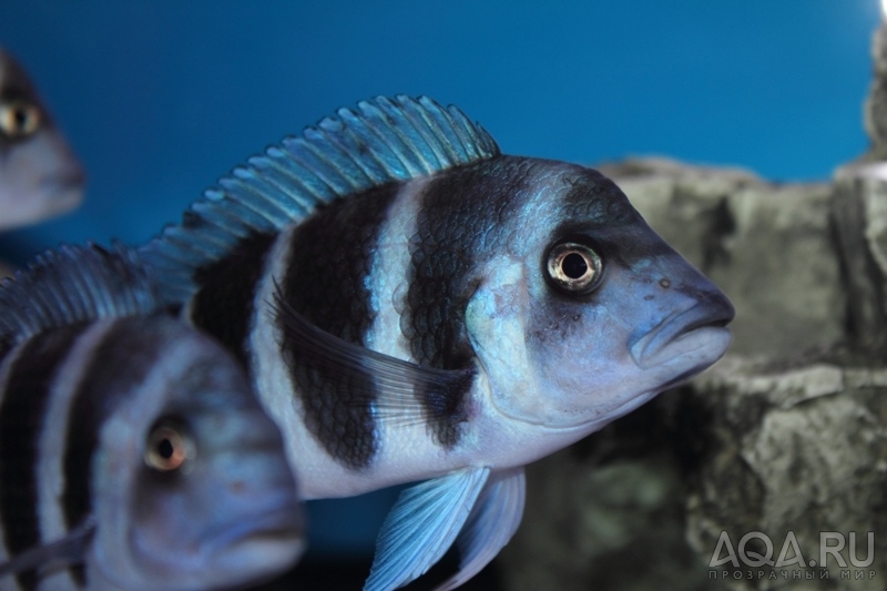 Cyphotilapia frontosa 'blue Zaire Kitumba' F1(14 месяцев)