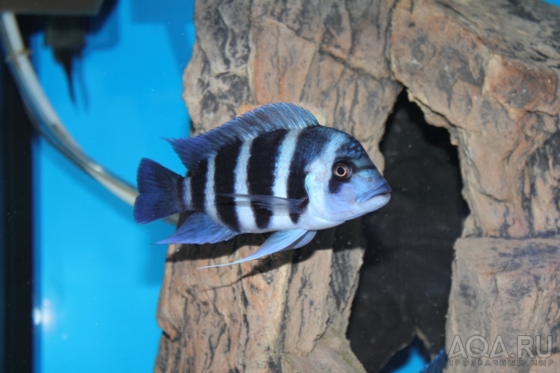 Cyphotilapia frontosa 'blue Zaire Kitumba' F1(14 месяцев)