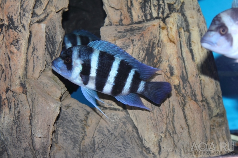 Cyphotilapia frontosa 'blue Zaire Kitumba' F1(14 месяцев)