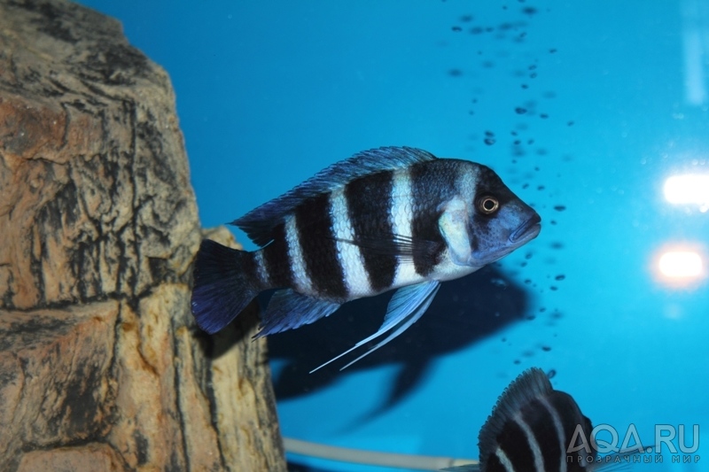 Cyphotilapia frontosa 'blue Zaire Kitumba' F1(14 месяцев)