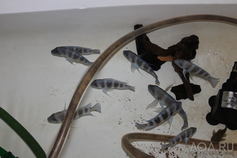 Cyphotilapia frontosa 'blue Zaire Kitumba' F1(14 месяцев)