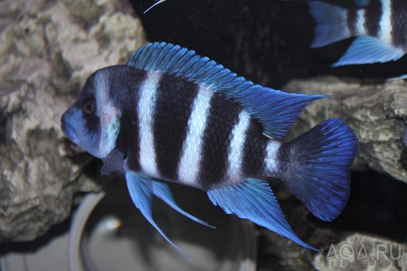 Cyphotilapia frontosa 'blue Zaire Kitumba' F1(16 месяцев)