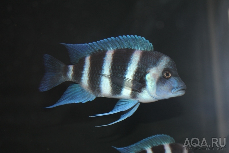 Cyphotilapia frontosa 'blue Zaire Kitumba' F1(16 месяцев)