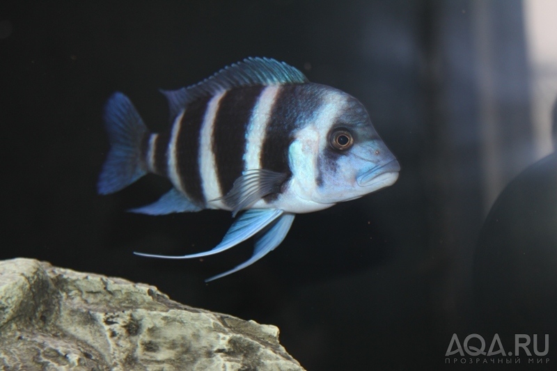 Cyphotilapia frontosa 'blue Zaire Kitumba' F1(16 месяцев)