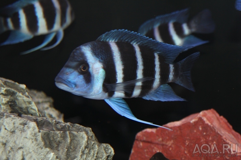 Cyphotilapia frontosa 'blue Zaire Kitumba' F1(16 месяцев)