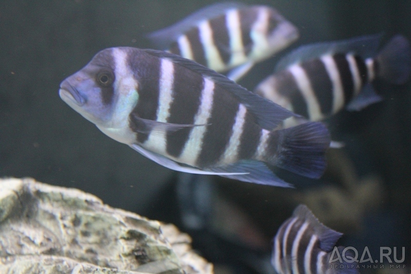 Cyphotilapia frontosa 'blue Zaire Kitumba' F1(16 месяцев)