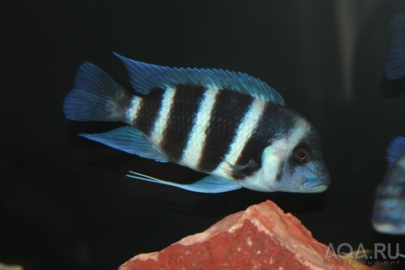 Cyphotilapia frontosa 'blue Zaire Kitumba' F1(16 месяцев)