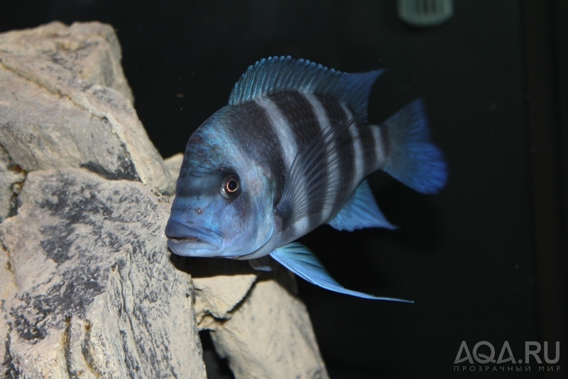 Cyphotilapia frontosa 'blue Zaire Kitumba' F1(16 месяцев)