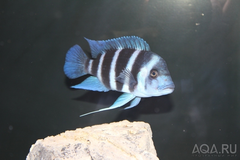 Cyphotilapia frontosa 'blue Zaire Kitumba' F1(16 месяцев)