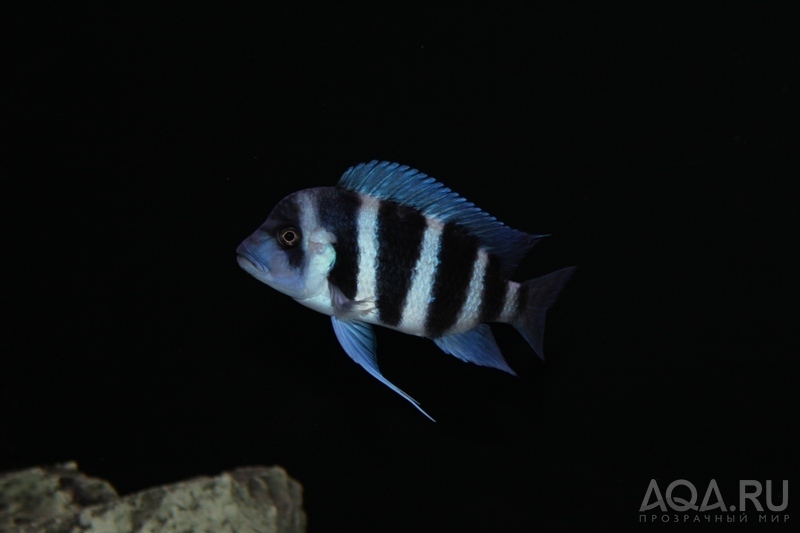 Cyphotilapia frontosa 'blue Zaire Kitumba' F1(16 месяцев)