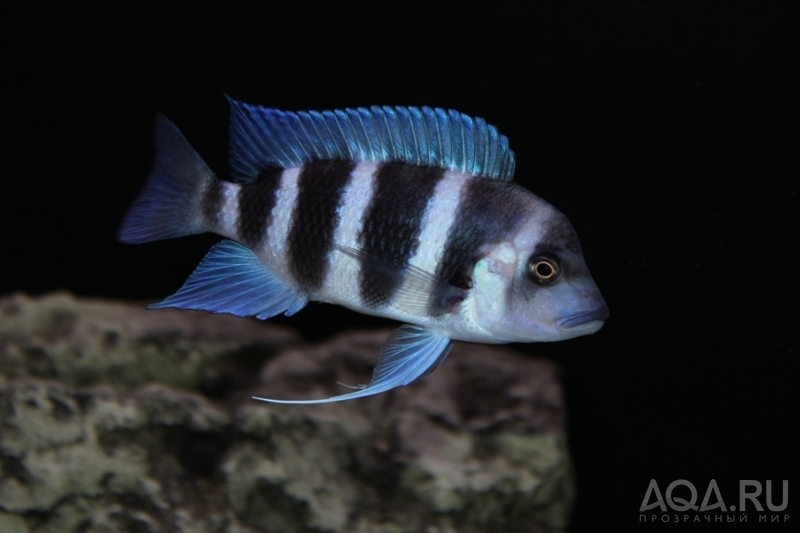 Cyphotilapia frontosa 'blue Zaire Kitumba' F1(16 месяцев)