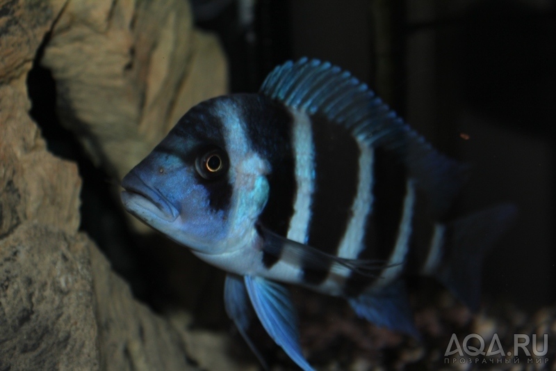 Cyphotilapia frontosa 'blue Zaire Kitumba' F1(16 месяцев)