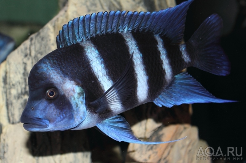 Cyphotilapia frontosa 'blue Zaire Kitumba' F1(17месяцев)