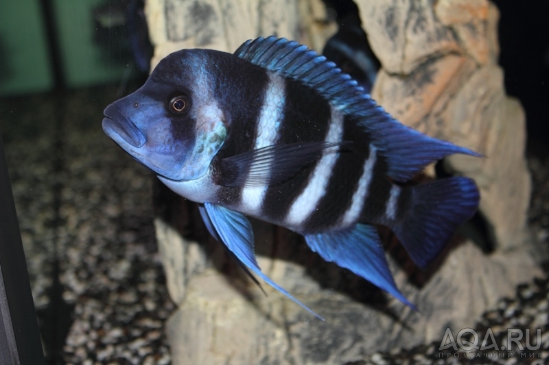 Cyphotilapia frontosa 'blue Zaire Kitumba' F1(17месяцев)