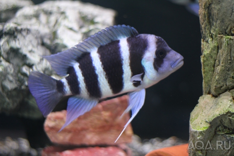 Cyphotilapia frontosa 'blue zaire Kitumba' F1- 2 года