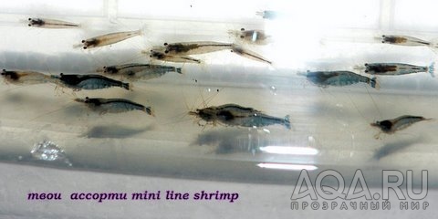 Mini Line Shrimp