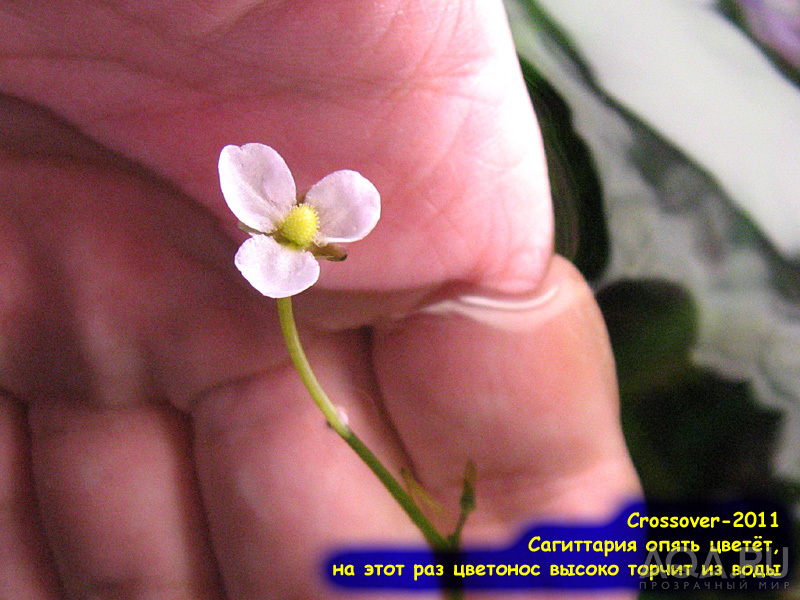 Цветок сагиттарии субулаты