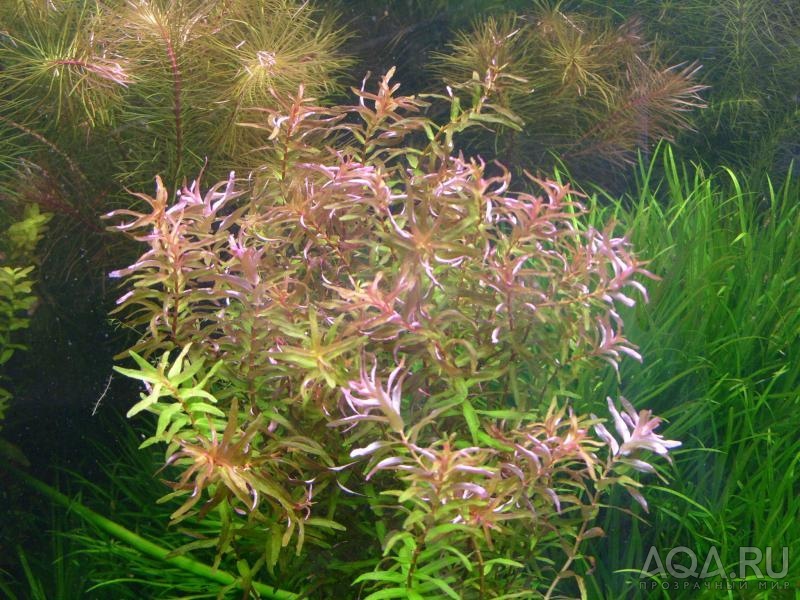 Rotala Magenta (Rotala macrandra v. 'narrow leaf')