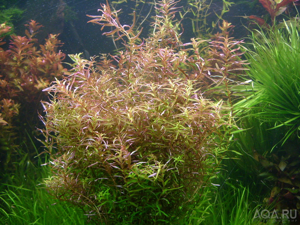 Rotala Magenta (Rotala macrandra v. 'narrow leaf')