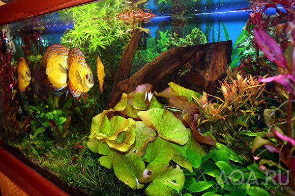 Растительный аквариум с дискусами (крупный план)