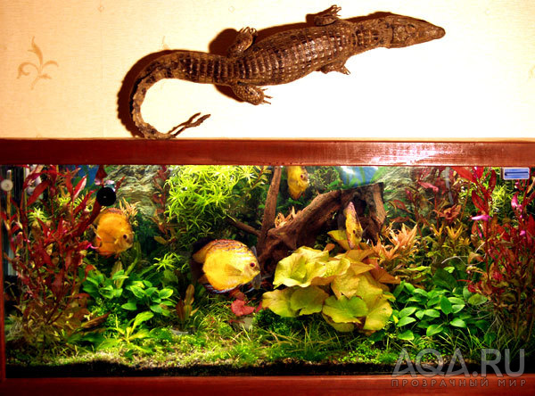 Растительный аквариум с дискусами (общий вид)