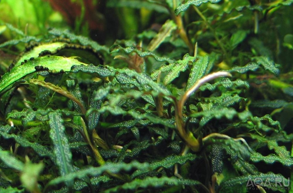 Bucephalandra sp. Blue Leaf Melavi South, West Kalimantan-3