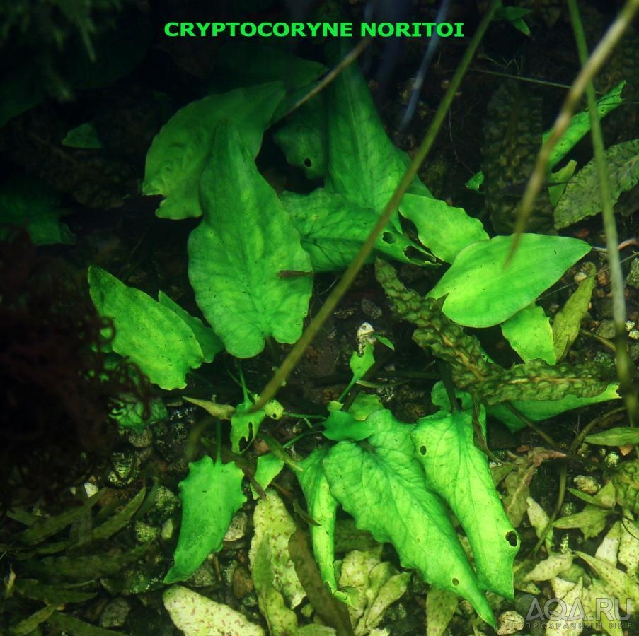 Cryptocoryne noritoi-11