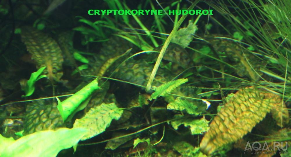 Cryptocoryne hudoroi-11