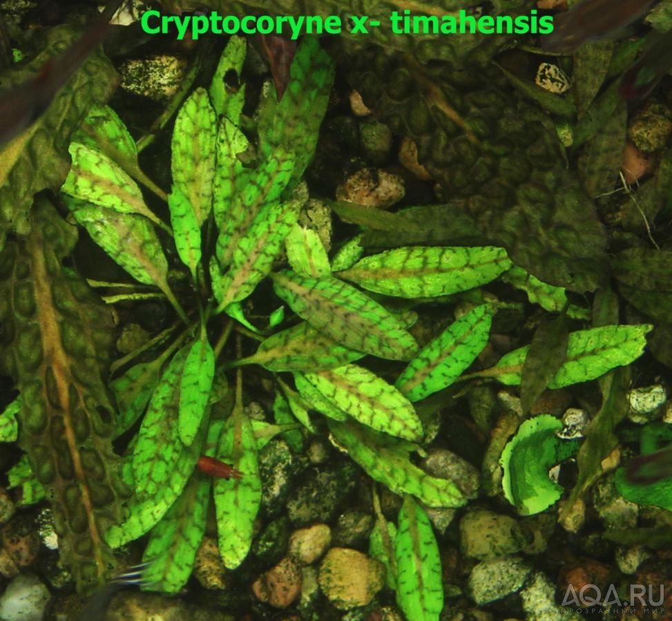 Cryptocoryne x- timahensis -11