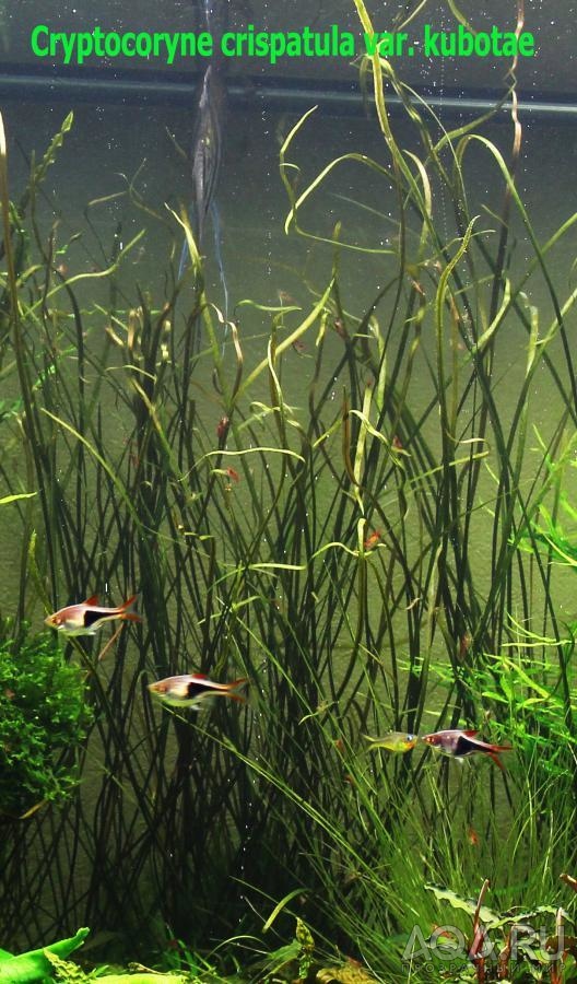 Cryptocoryne crispatula var. kubotae-11