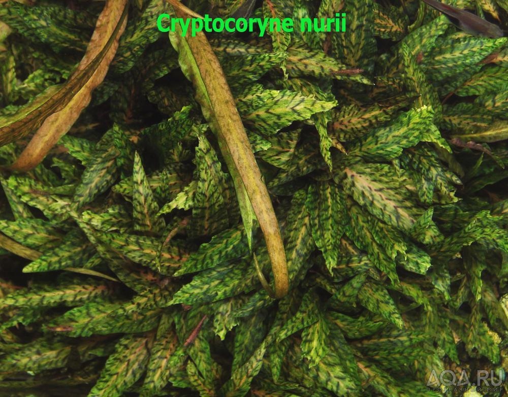 Cryptocoryne nurii-11