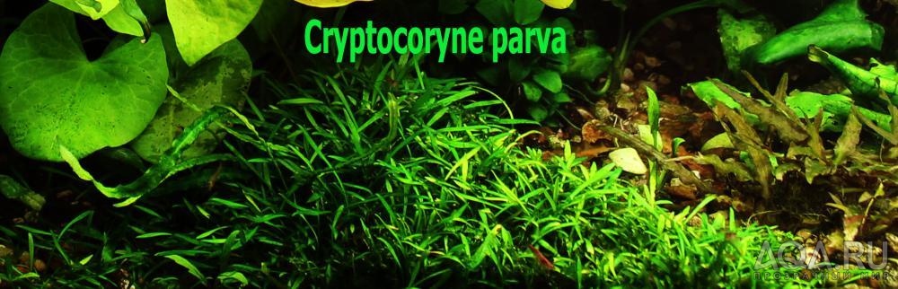 Cryptocoryne parva-11