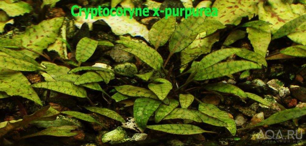 Cryptocoryne х-purpurea -11