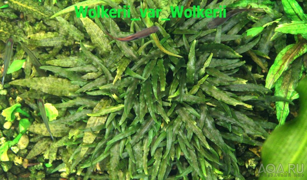 Cryptocoryne_Wolkerii_var_Wolkerii  2