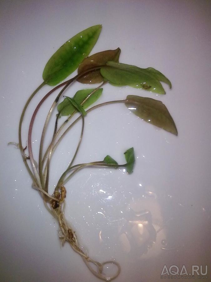 Cryptocoryne werndtii var. latifolia-2-2