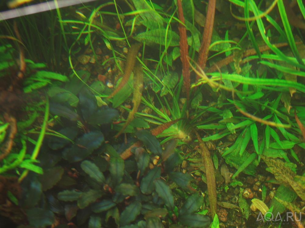 Cryptocoryne sp.Maharashtra3