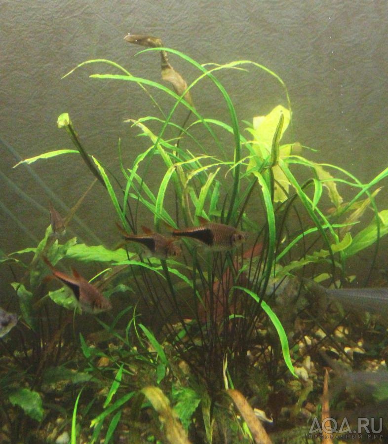 Cryptocoryne sp. Kannor-2